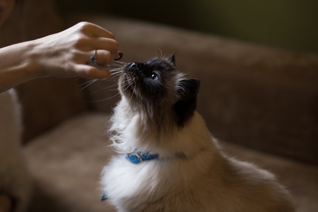 Cara menjadi supploer makanan kucing 