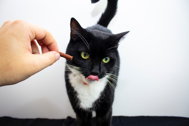 Supplier makanan kucing 