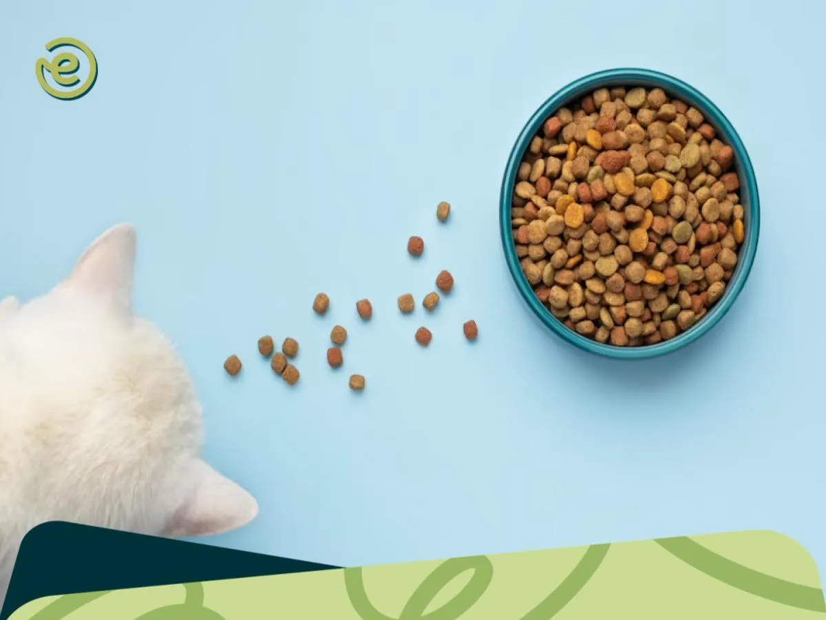 Cara Menjadi Supplier Makanan Kucing, Modal Kecil dan Untung!