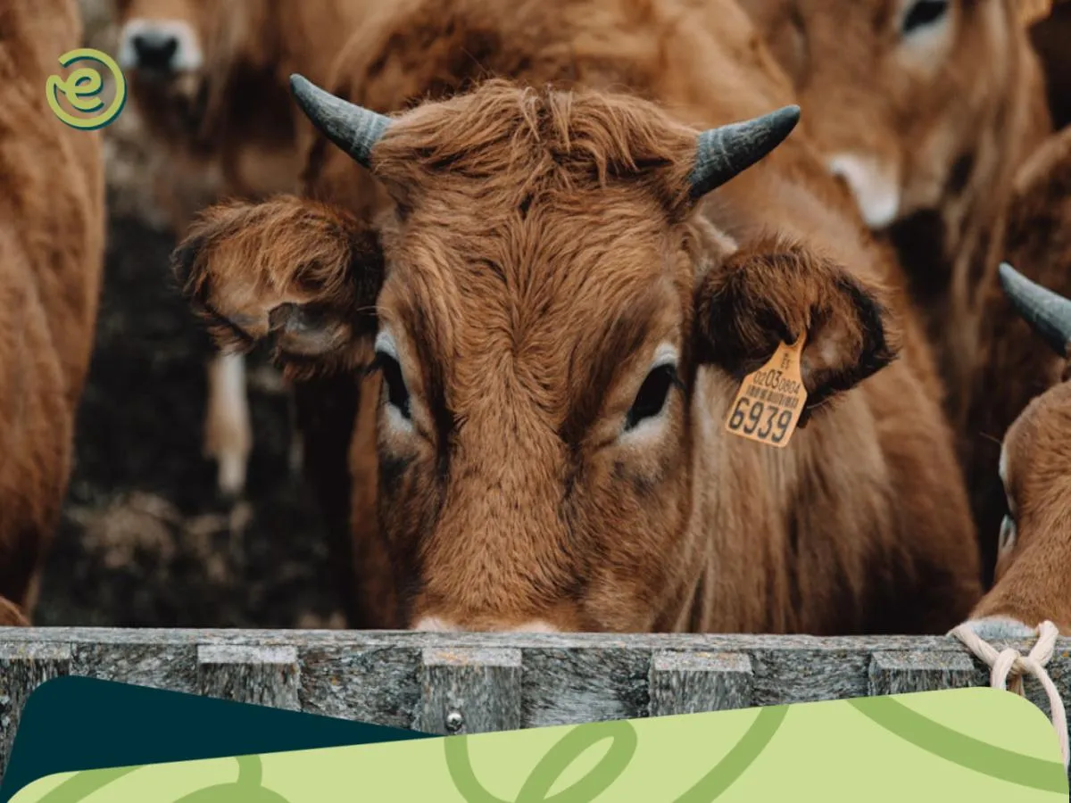 kata kata promosi jual hewan qurban