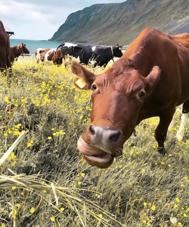 kata kata promosi jual hewan qurban