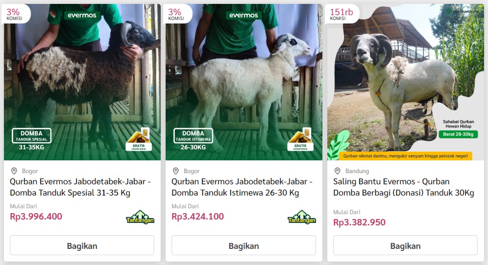 Donasi Kambing - Evermos 4 domba tanduk