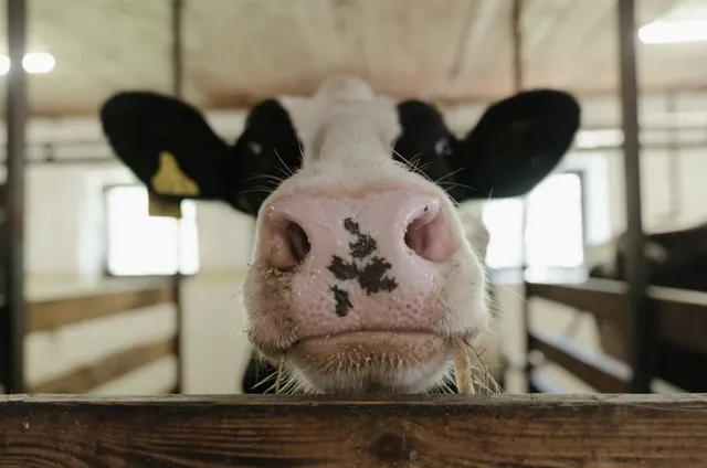 kata kata promosi jual hewan qurban