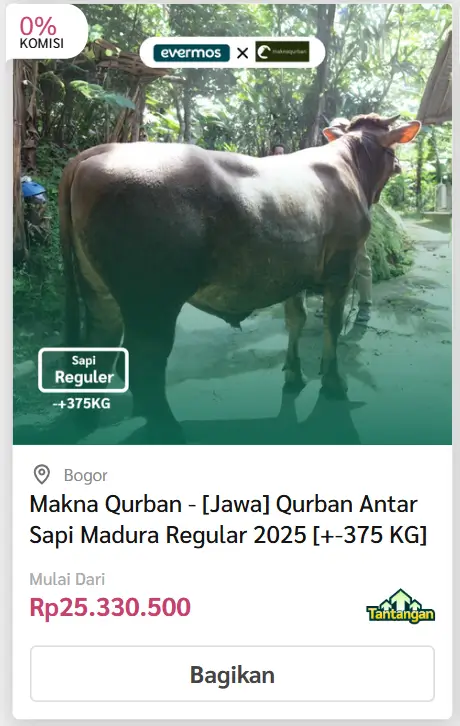 Kirim/Antar Sapi - Evermos 10 sapi madura 1