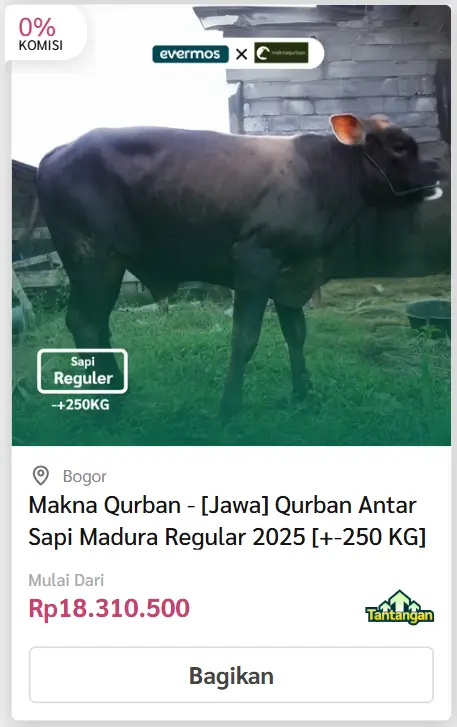 Kirim/Antar Sapi - Evermos 9 sapi madura 4