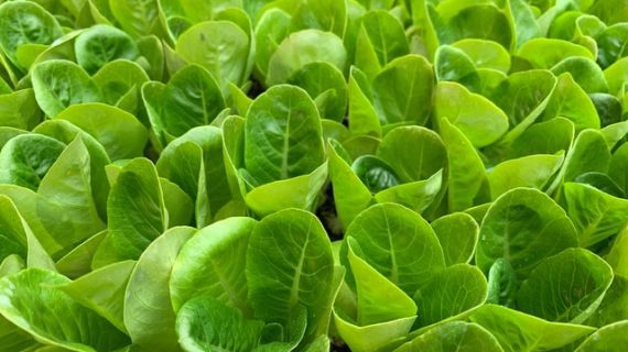 Inilah Cara Menjadi Supplier Sayuran Jakarta Patut Anda Ketahui